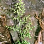 Asplenium cuneifolium ᱮᱴᱟᱜ