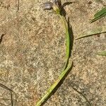 Sisyrinchium rosulatum 形態
