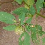 Physalis angulata Frutto