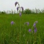 Salvia nutans Floare