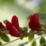 Poitea carinalis Flower