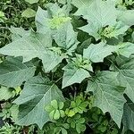 Datura innoxia Kabuk
