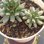 Sempervivum calcareum Лист