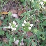Prunella laciniata Libunga