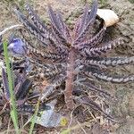 Bryophyllum × houghtonii Celota