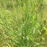 Tragopogon orientalis Blad