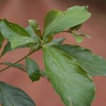 Terminalia ivorensis Yaprak