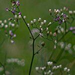 Cyanthillium cinereum Bloem