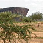 Vachellia nilotica Folha