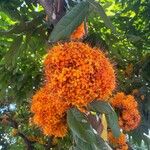 Saraca indicaFlower