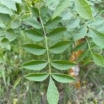 Fraxinus angustifolia Лист