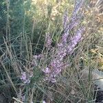 Calluna vulgaris花