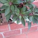 Impatiens hawkeri Leaf