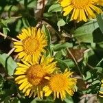 Inula spiraeifolia Flower