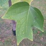 Liriodendron chinense 葉