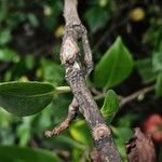 Camellia sasanqua Bark