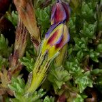 Gentiana sedifolia Flower