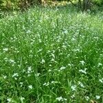 Arabidopsis halleri Hábitos