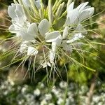 Cleome speciosa Flor