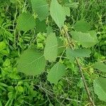 Populus tremulaFeuille