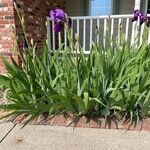 Iris × germanica برگ