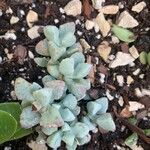 Conophytum bilobum 葉