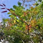 Quassia amara Hoja