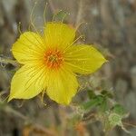 Mentzelia crocea Flors