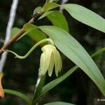 Dendrobium steatoglossum Frukto