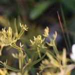 Bupleurum baldense Лист