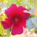 Hibiscus acetosella Blüte