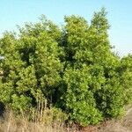 Morella cerifera 整株植物