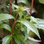 Lobelia cardinalis Leaf