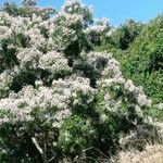 Cordia alliodora Kvet