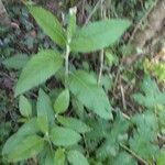 Vernonia baldwinii Leaf