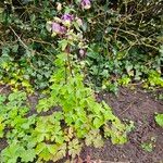 Aquilegia nigricans Leaf