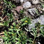 Pectis prostrata Hábito