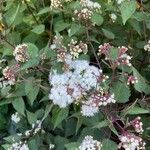 Ageratina altissima Çiçek