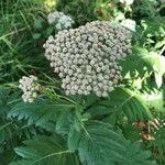 Tanacetum macrophyllum പുഷ്പം