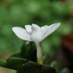 Angraecum distichum 花