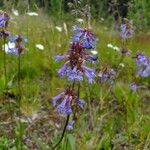 Penstemon procerus Çiçek