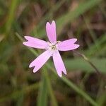 Eudianthe laeta ফুল
