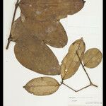 Strychnos parviflora Φύλλο