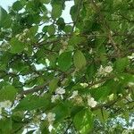 Crataegus crus-galli Лист