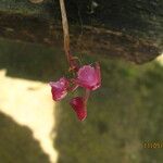 Polystachya concreta Floro