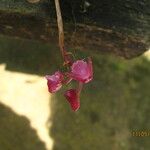 Polystachya concreta Flower