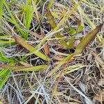 Xyris neocaledonica Yaprak