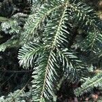 Abies alba Blatt