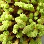 Sedum acre 整株植物