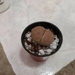 Lithops karasmontana Leaf